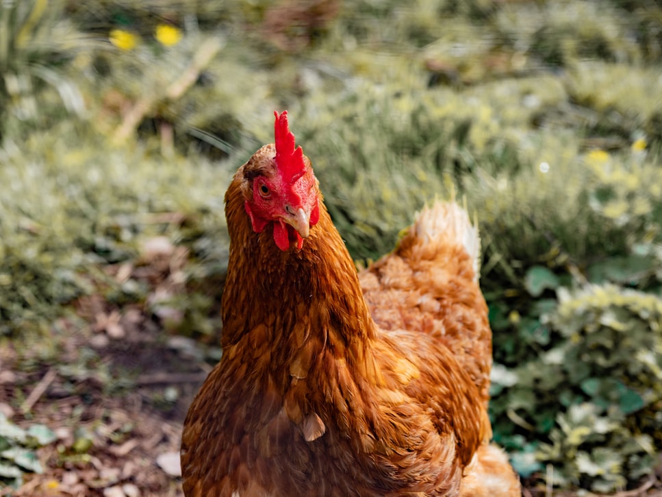 Cara Bermain Judi Sabung Ayam Di Sv388